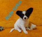 Papillon Mischlingswelpen